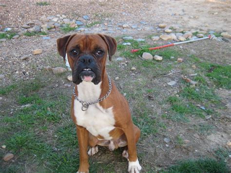 busco boxer gratis|adopción de perros boxer.